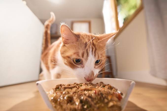 Open Loose Cat Food for Adult Cats 500gm